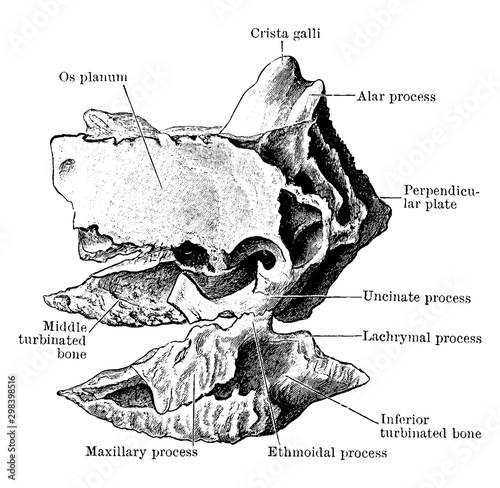 Ethmoid, vintage illustration.