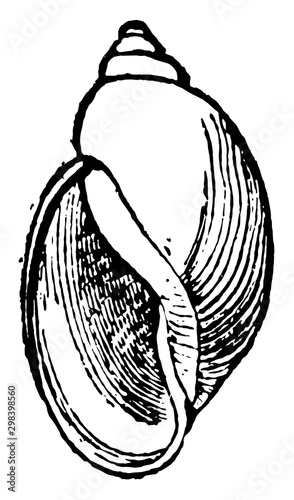 Physa Heterostropha, vintage illustration.