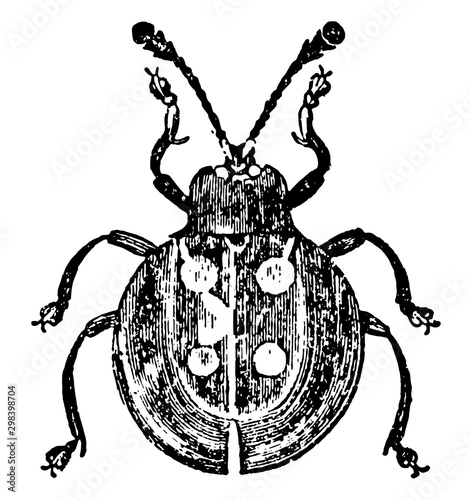 Eumorphus Ivguttatus, vintage illustration. photo