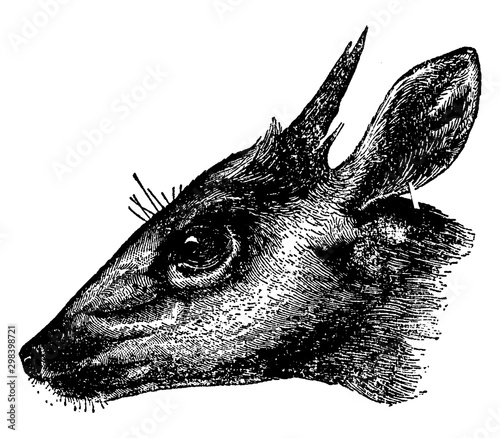 Fierce Bush Buck, vintage illustration.