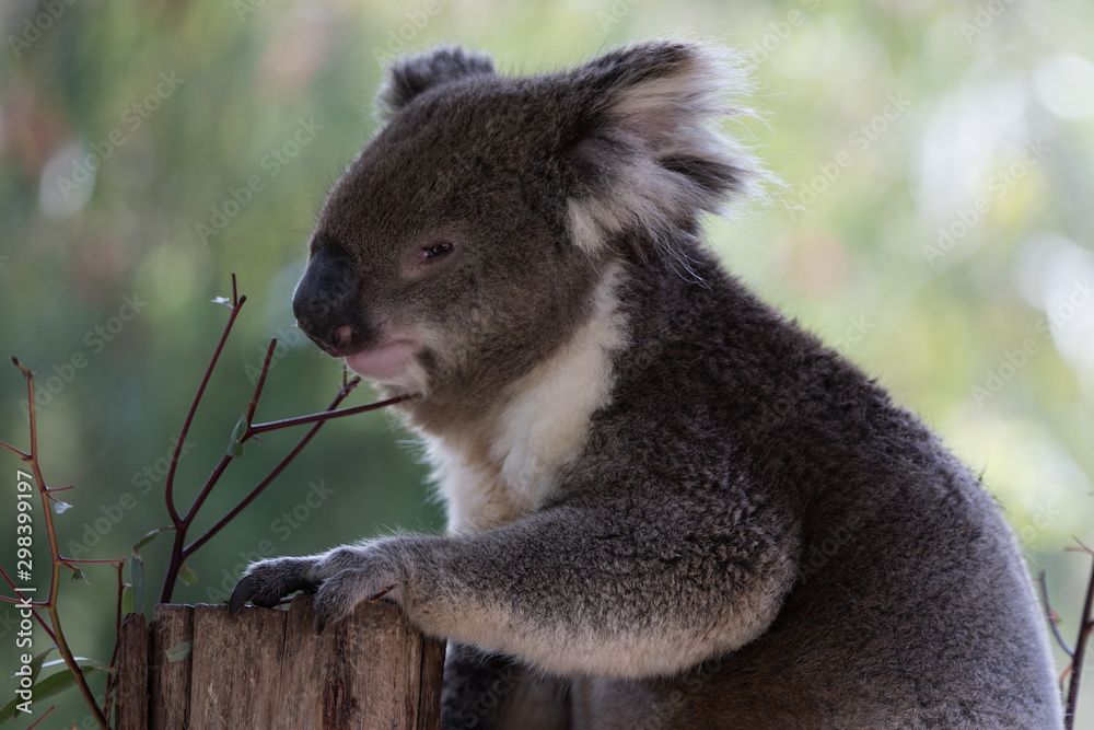 Obraz premium The Australian Koala (Phascularctos cinereous) 