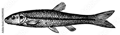 Photography Black Nosed Dace, vintage illustration.