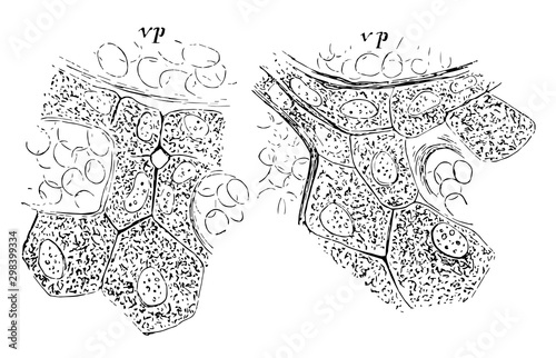 Hepatic Cells and Bile Capilaries, vintage illustration photo