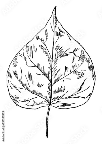 Catalpa Leaf vintage illustration.