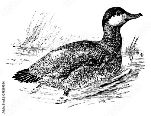 Ruddy Duck, vintage illustration.