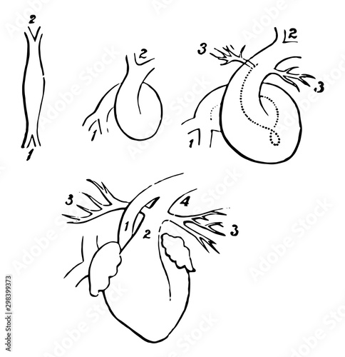 Fetal Heart in Successive Stages of Development, vintage illustration.