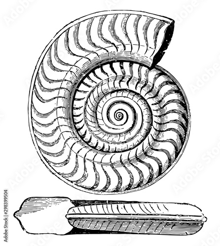 Ammonite bifrons, vintage illustration. photo
