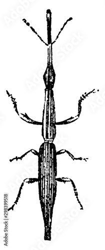 Straight Snouted Weevil, vintage illustration. photo