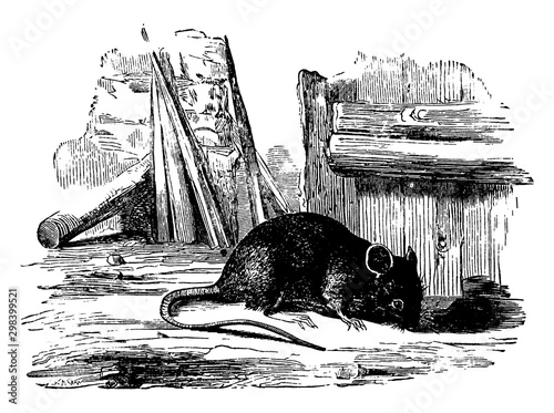 Brown Rat, vintage illustration.