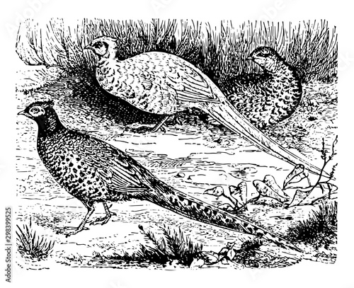 Common Pheasants, vintage illustration.