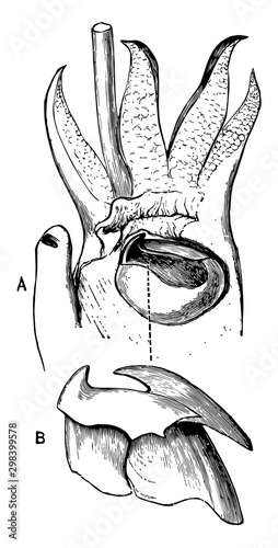 Cuttlefish Jaws, vintage illustration
