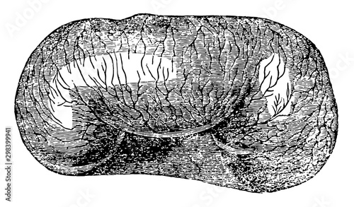 Serous Membrane, vintage illustration.