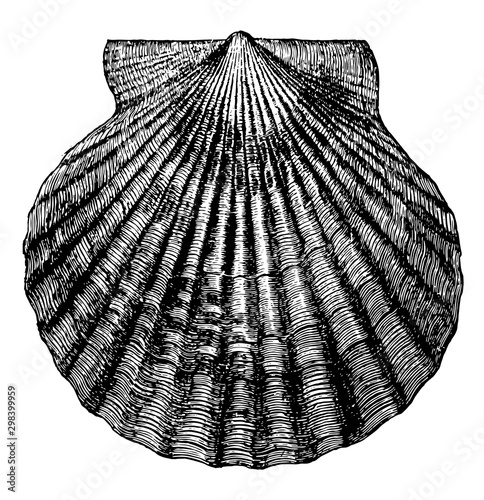 Atlantic Bay Scallop, vintage illustration.