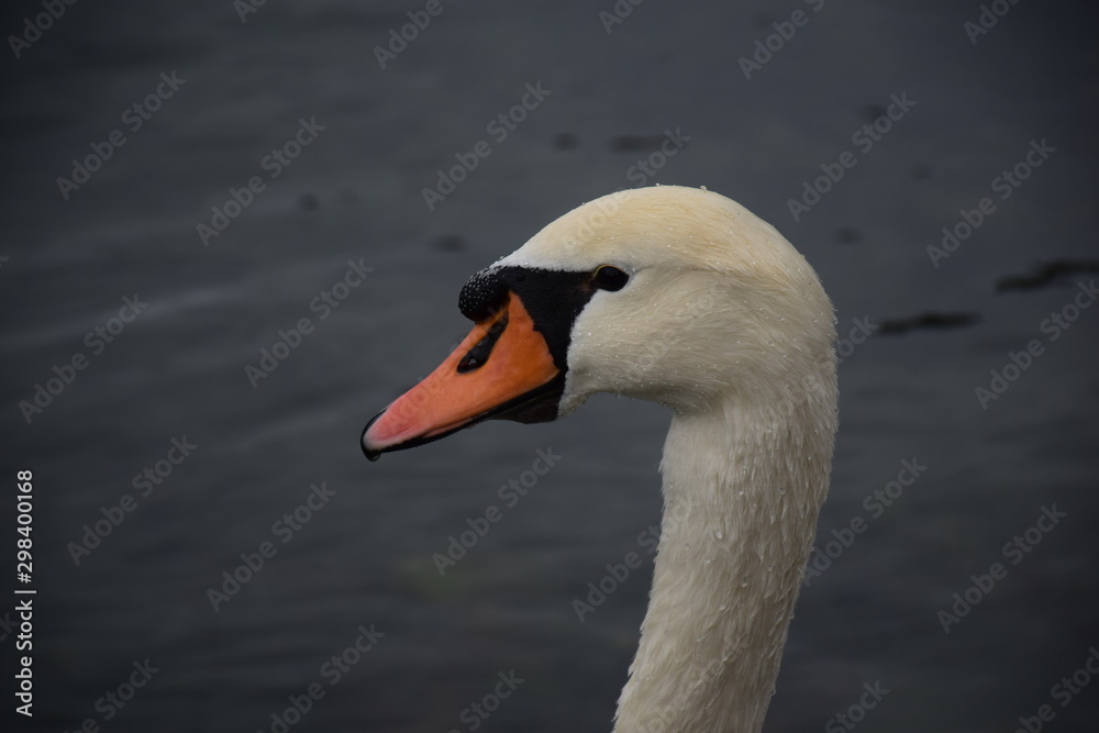 White swan on lake, closeup, profile, water drops on face. White swan on lake, closeup, profile, water drops on face.