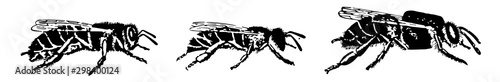 Honey Bees, vintage illustration.
