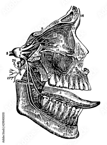 Fifth Cranial Nerve, vintage illustration.