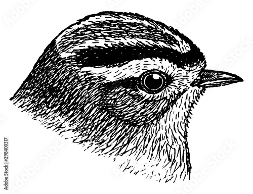 Golden crowned Kinglet, vintage illustration.