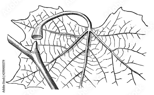 Auxiliary Bud vintage illustration.