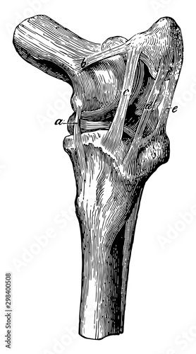 Stifle Joint Ligaments, vintage illustration.