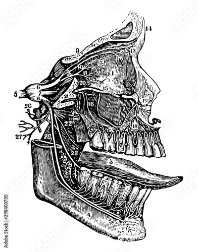 The Fifth Pair of Nerves, vintage illustration.