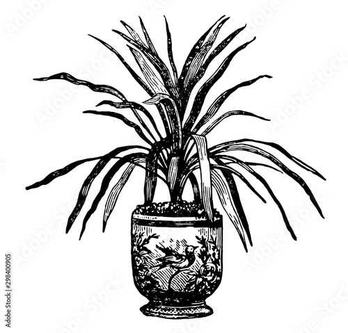 Dracaena Australis vintage illustration.