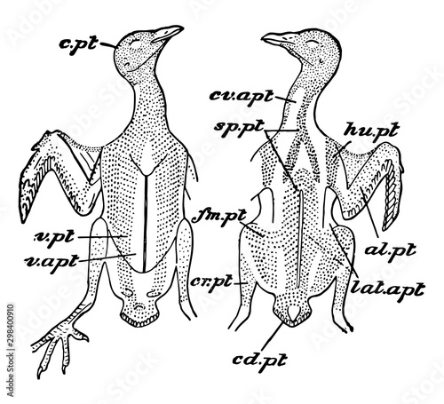 Rock Pigeon Feather Tracts, vintage illustration.