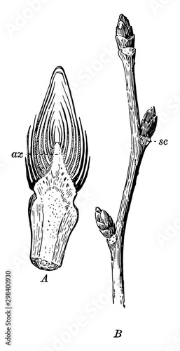 Elm Twig vintage illustration.