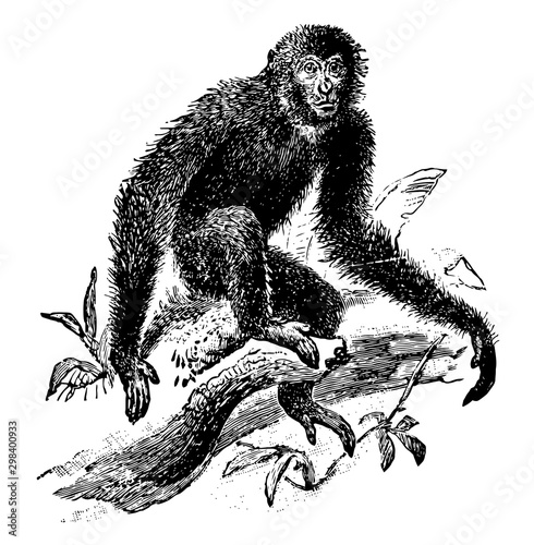 Siamang, vintage illustration.