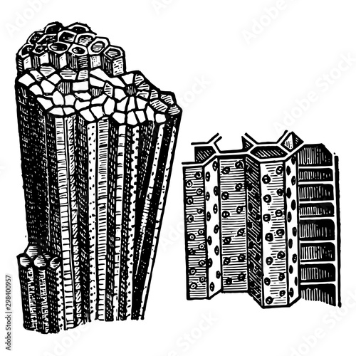 Compound Coral, vintage illustration. photo