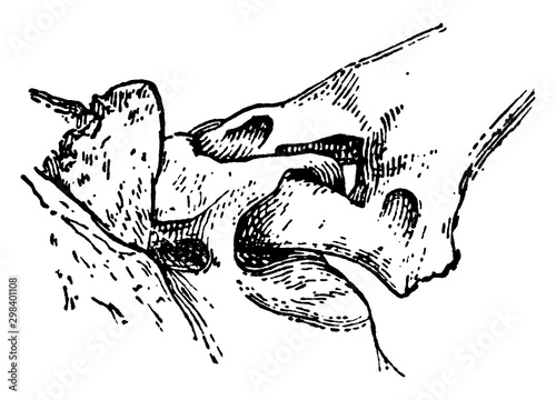 Shackle Joint from the Exoskeleton of a Siluroid Fish, vintage illustration.