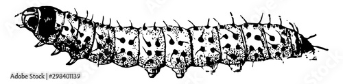 Larva of a Leopard Moth, vintage illustration.