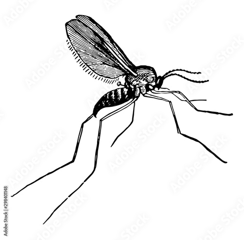 Gall Gnat, vintage illustration.
