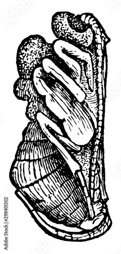 Parasite Wasp Pupa, vintage illustration.