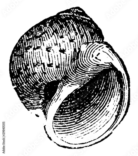 Natica catenoides, vintage illustration. photo