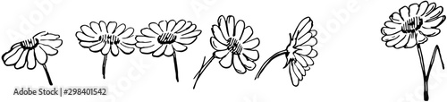 One Daisy Bellis perennis, Vintage illustration
