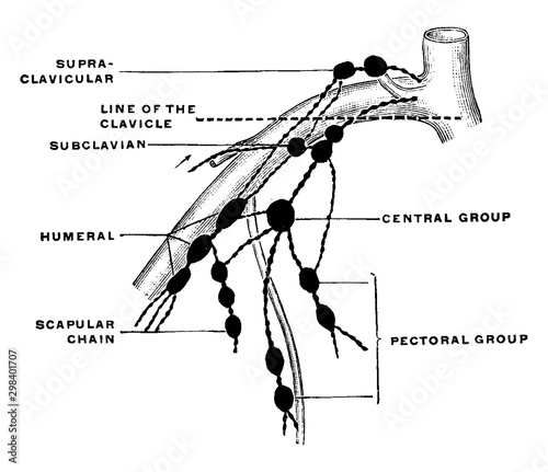 Lymph Node of Upper Extremity, vintage illustration.