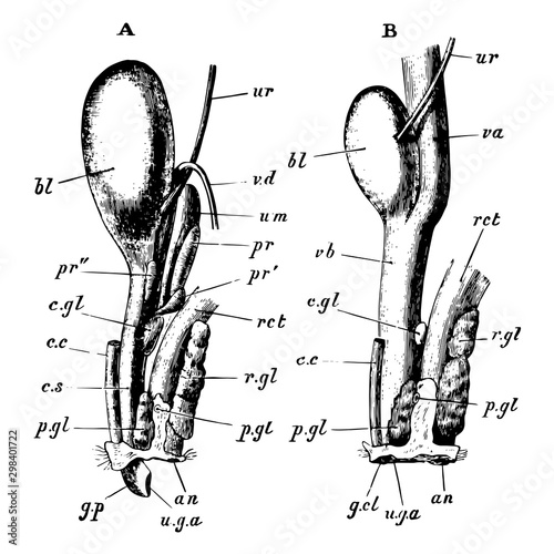 Rabbit Urogenital Organs, vintage illustration