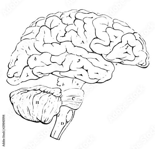 Outline of the Encephalon, vintage illustration