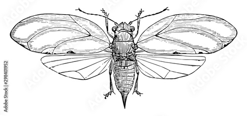Blackberry Psyllid, vintage illustration.