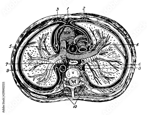 Transverse Section of the Thorax, vintage illustration