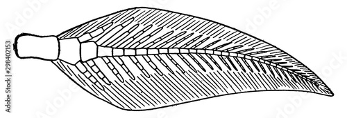 Archipterygium, vintage illustration.