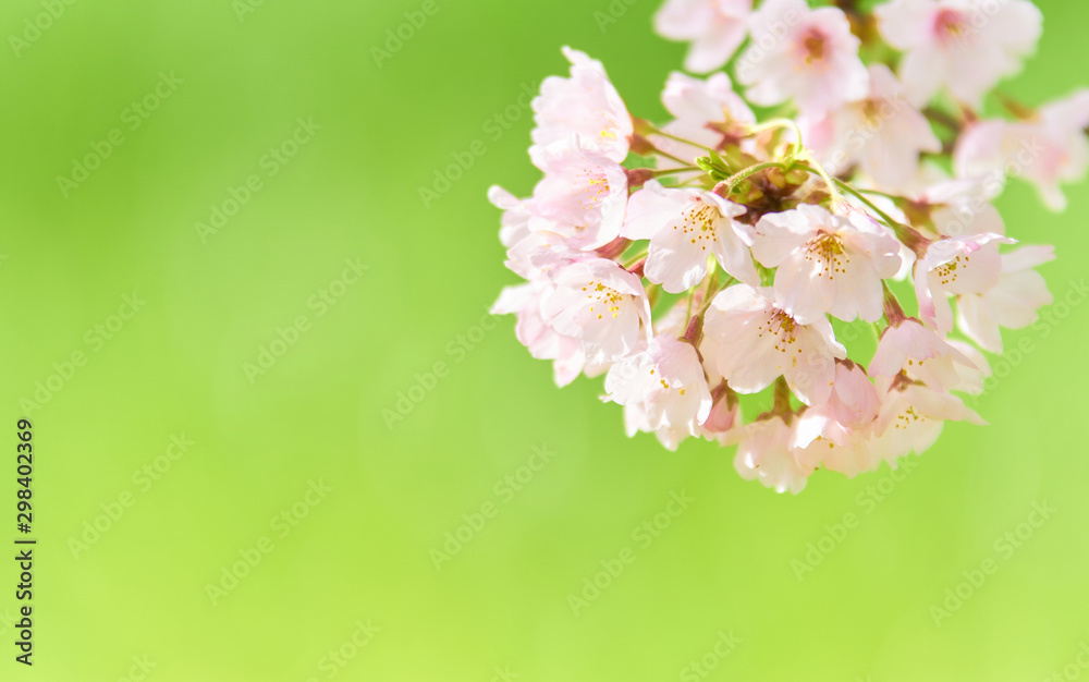 満開の桜の花　アップ　緑背景
