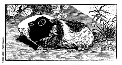 Guinea Pig, vintage illustration.