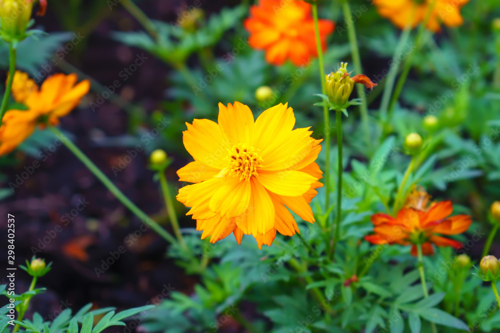 Starburst Flowers. Starburst Flowers.