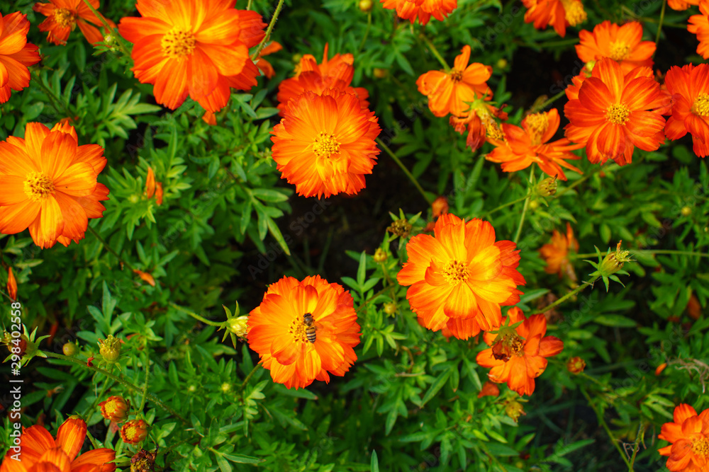 Starburst Flowers. Starburst Flowers.