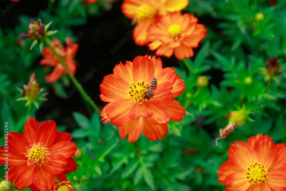 Fototapeta premium Starburst Flowers.