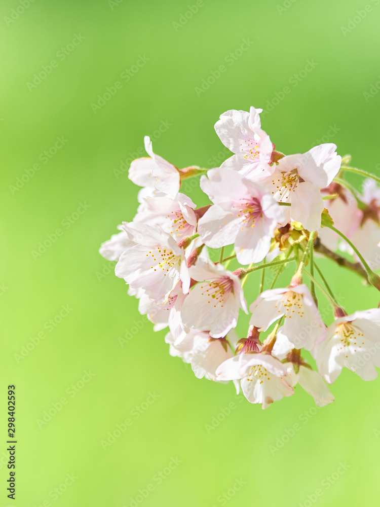 満開の桜の花 アップ 緑背景 Stock Photo Adobe Stock