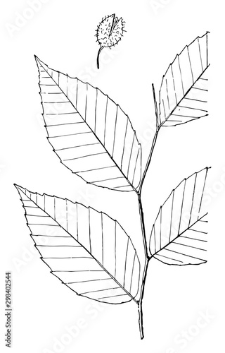 Genus Fagus, L. (Beech) vintage illustration.