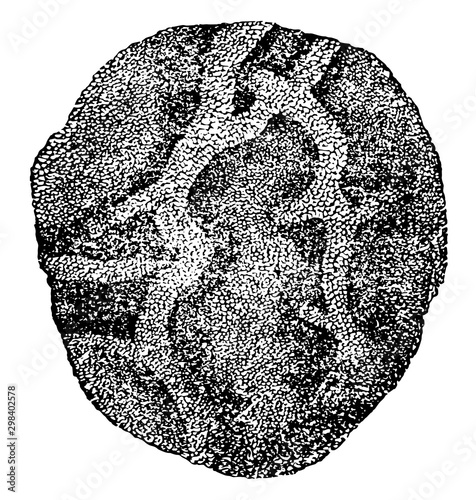 Mucous Membrane, vintage illustration.