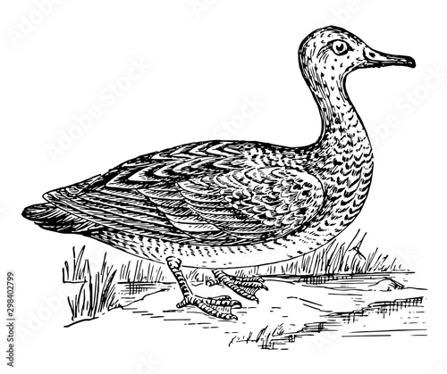 Gadwall, vintage illustration.